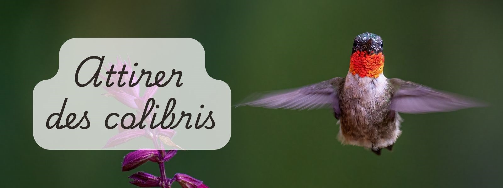 Attirer les oiseaux-mouches dans le jardin